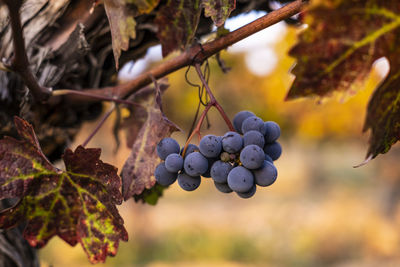 Vineyards in early autumn in penedes region in catalonia spain