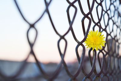 Close-up of yellow flower on chainlink fence