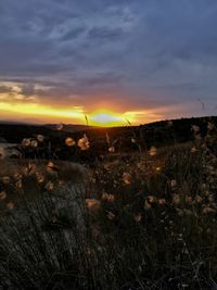 Scenic view of field against sky during sunset