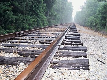 Railroad tracks amidst trees
