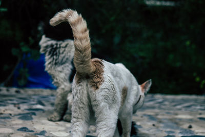 Rear view of a dog looking away