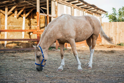 Horse standing on field