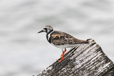 Close-up of bird perching on wooden post