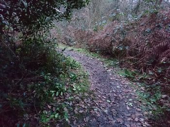 Full frame shot of trees
