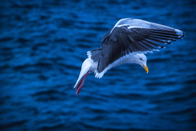 Seagull flying over sea