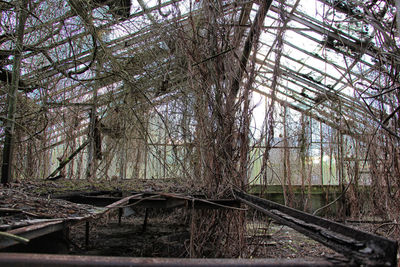 Bare trees in forest