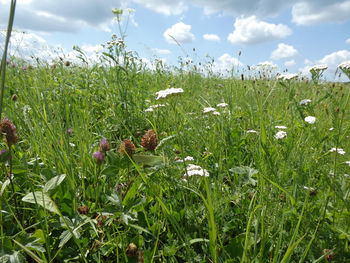 Close-up of flowering plants on land