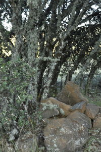 Close-up of tree trunk during winter