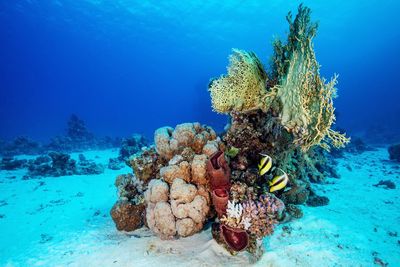 Colourful corals against the blue of the red sea