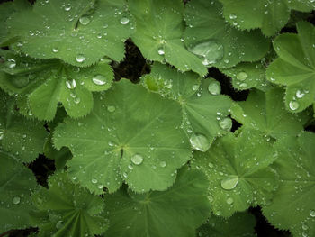 Full frame shot of wet leaves on rainy day