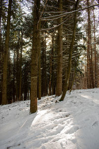 Snow covered trees in forest