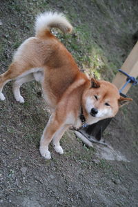 High angle view of dog on grass