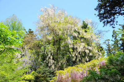 Scenic view of flowering plants and trees in forest against sky