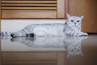 Portrait of white cat resting on floor