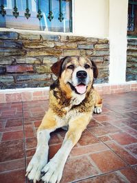 Close-up of dog yawning