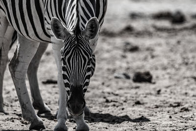 Zebra standing on field