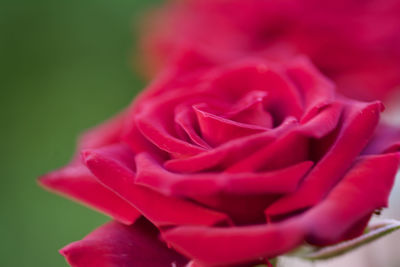 Close-up of pink rose