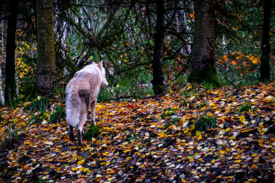 Deer in a forest