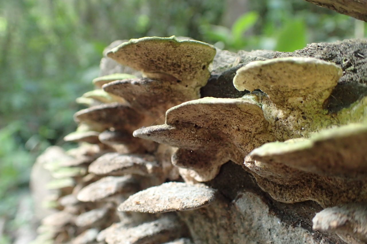 CLOSE-UP OF MUSHROOMS ON ROCK