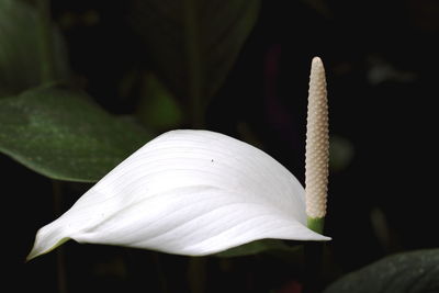 Close-up of white anthurium