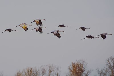 Low angle view of birds flying against clear sky