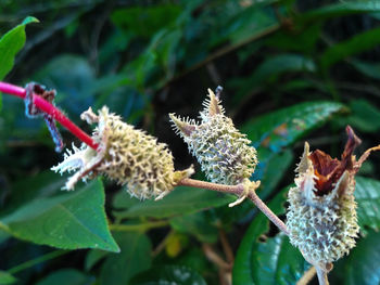 Close-up of white flowering plant