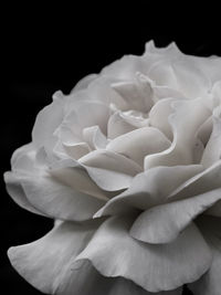 Close-up of white rose against black background