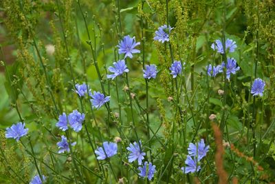 Close-up of purple flowering plants on land