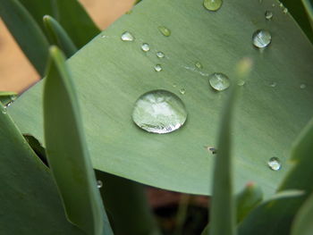 Close-up of wet leaves