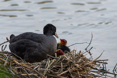 View of birds in nest