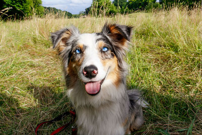 Close-up portrait of dog on field