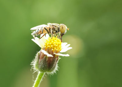 Close-up of bee on flower