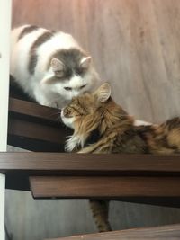 Siberian cats meeting in stairs