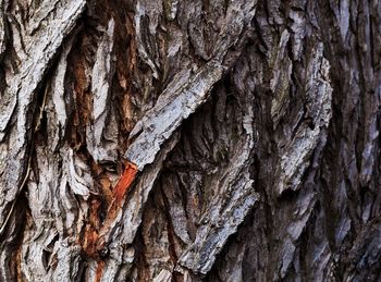 Full frame shot of tree