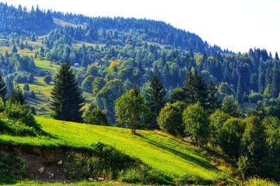 Scenic view of pine trees on field against sky