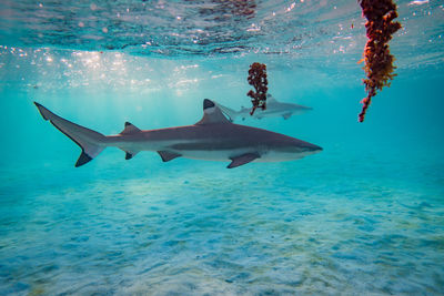 Close-up of fishes swimming in sea