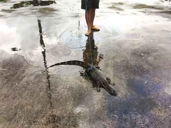 Low section of man with monitor lizard on puddle