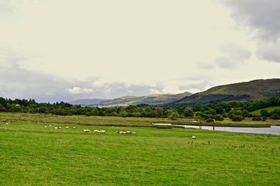 Sheep grazing on field against sky