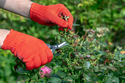 Gardener in red gloves makes pruning with pruning shears faded roses flowers