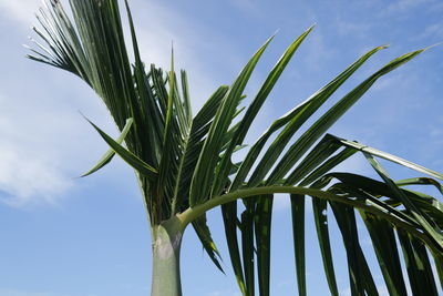 Low angle view of palm tree against sky