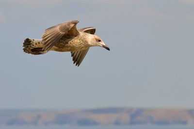 Close-up of seagull flying against clear sky