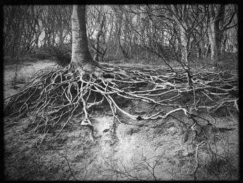 Bare tree in forest