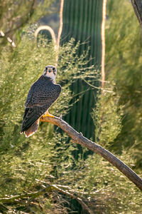 Close-up of eagle perching on tree