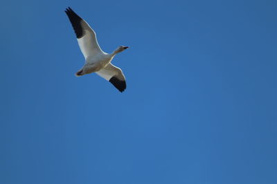 Low angle view of seagull flying in sky