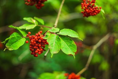 Close-up of red berries growing on tree