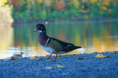 Close-up of bird perching on lake