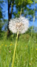 Close-up of dandelion on field