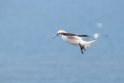 Seagull flying over sea