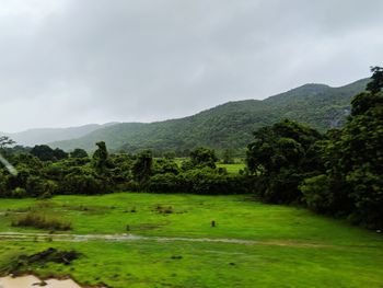 Scenic view of trees on field against sky