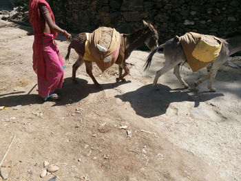 Low section of woman walking with donkeys on field